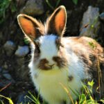Wie lange können Kaninchen ohne Futter auskommen?