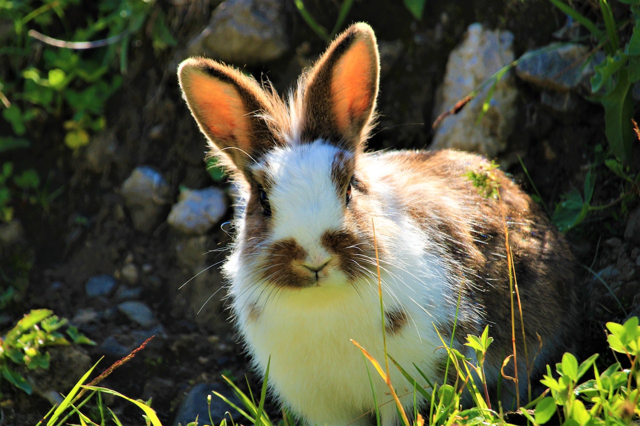 Wie Lange Ist Ein Kaninchen Trächtig Wie lange können Kaninchen ohne Futter auskommen? | nagerguide.de