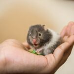 Wann muss mein Hamster zum Tierarzt?