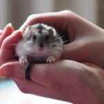 Was mache ich, wenn mein Hamster nicht mehr frisst?
