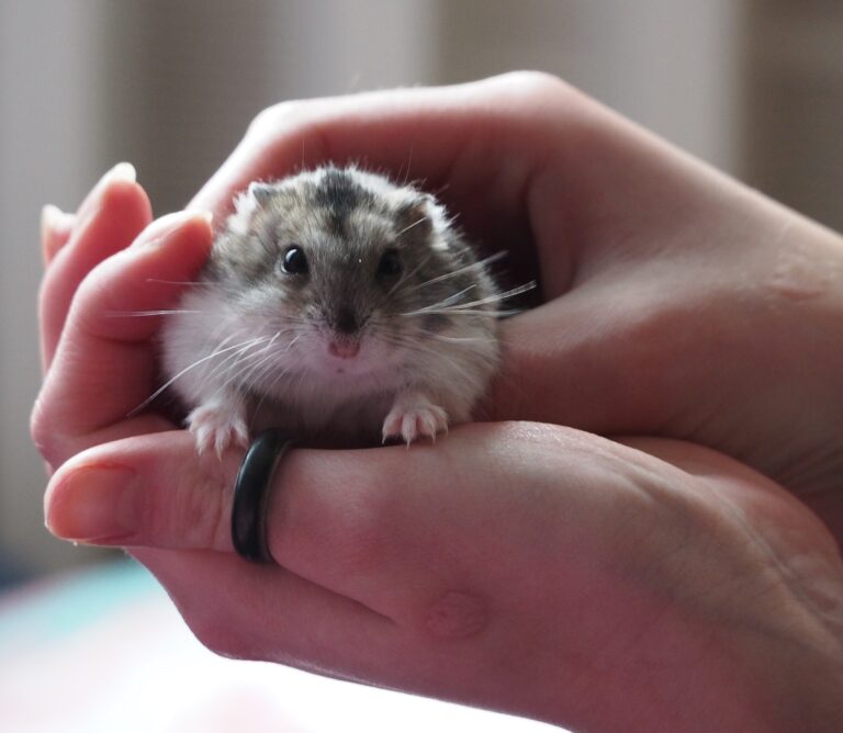 Welche Hamsterrasse ist am zutraulichsten? - Hamster HanD1 768x668