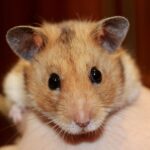 Warum macht mein Hamster beim Atmen Geräusche
