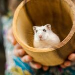 Hamster kann nicht mehr laufen