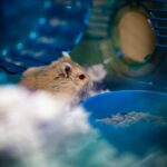 Wie lange können Hamster alleine bleiben?