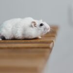 Kann mein Hamster pupsen?