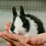 Kaninchen hat ein Auge zu