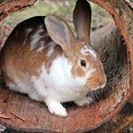 speckschürze am hals von kaninchen