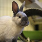 Wie Kaninchen an Tränke gewöhnen