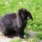 Mein Kaninchen haut immer ab