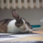 Kaninchen hat geschwollene Pfote