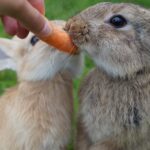 Kaninchen eine Freude machen