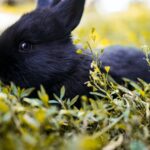 Wie viel Paprika an Kaninchen füttern?