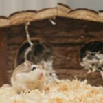 Was muss ich beim Einzug von einem Hamster beachten