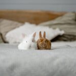 Warum sind Kaninchen scheu