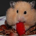 Wie viel Paprika an Hamster füttern?