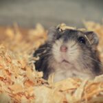 Wie viel Streu muss in einen Hamsterkäfig?