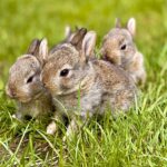 Wie lange wachsen Kaninchen?