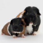 Wie lange wachsen Meerschweinchen?