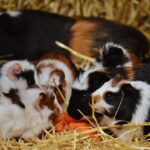 ab wann Meerschweinchen Babys anfassen?