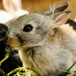 Wie viel Salat an Kaninchen füttern?