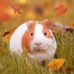 Welche Pflanzen im Meerschweinchenstall?