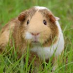 Mein Meerschweinchen haut immer ab