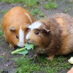 Wie oft brauchen Meerschweinchen Auslauf?