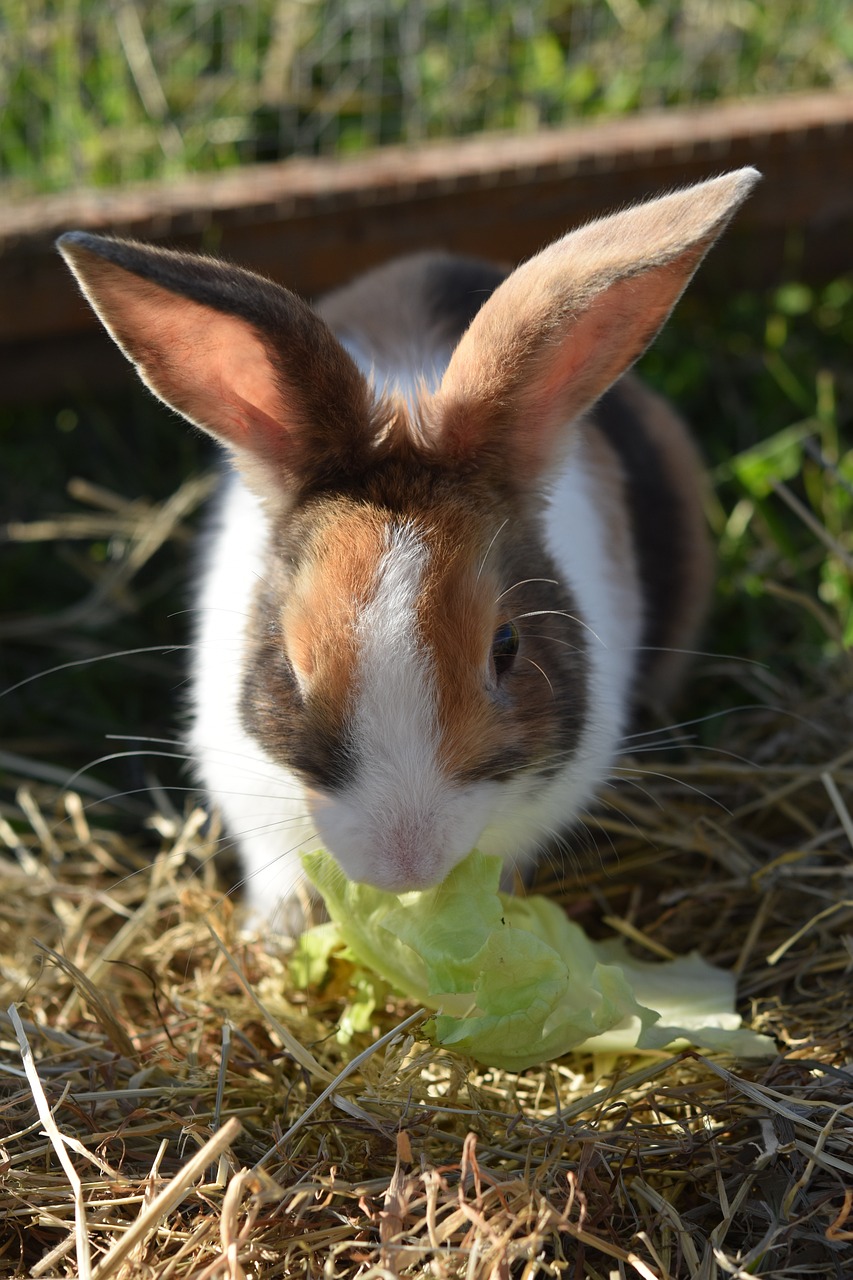 Dürfen Kaninchen Mais essen? nagerguide.de