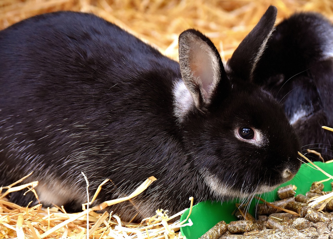 Kaninchen Frisst Nicht Und Sitzt Nur In Der Ecke Kaninchen frisst nur wenig | nagerguide.de