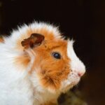 Meerschweinchen nachts abdecken