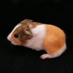 Meerschweinchen nachts laut