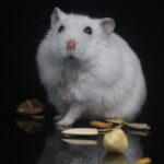Hamster nachts laut