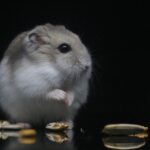 Wie oft muss man Hamster füttern?