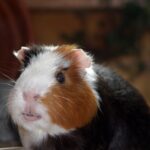 Kann man Meerschweinchen im Keller halten?