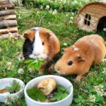 kann man meerschweinchen auf dem balkon halten?