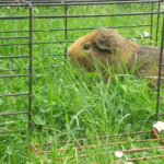 Wie schütze ich Meerschweinchen vor Mardern?