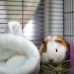 Meerschweinchen wollen aus dem Käfig nicht raus