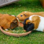 Wie viel Platz brauche ich für 4 Meerschweinchen?