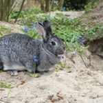 Kaninchen buddelt die ganze Zeit