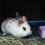 Wie viel Platz brauche ich für 2 Kaninchen?