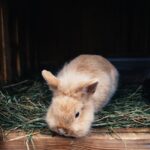 Kann man Kaninchen auch im Keller halten?