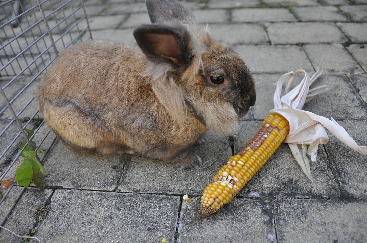 Dürfen Kaninchen Mais essen? nagerguide.de