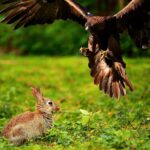 Welche Vögel sind gefährlich für Kaninchen?