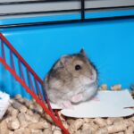 Hamster frisst Pappe - gefährlich oder nicht?