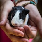 mein meerschweinchen leckt mich ab
