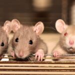 meerschweinchen und ratten zusammen halten